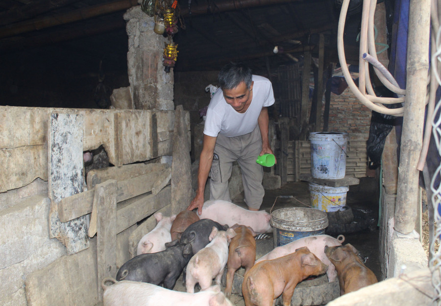 Giá lợn giảm, giá cám cao nên ông Nguyễn Văn Thanh cũng duy trì lợn nái cho sinh sản và bán lợn con.