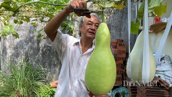 Cực lạ: Lấy hạt bầu khô cả chục năm đi gieo, cho trái khổng lồ 30kg hình ảnh 4 cuc la: lay hat bau kho ca chuc nam di gieo, cho trai khong lo 30kg hinh anh 4
