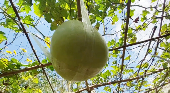 Cực lạ: Lấy hạt bầu khô cả chục năm đi gieo, cho trái khổng lồ 30kg hình ảnh 5 cuc la: lay hat bau kho ca chuc nam di gieo, cho trai khong lo 30kg hinh anh 5