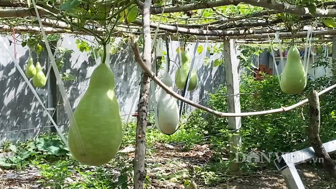 Cực lạ: Lấy hạt bầu khô cả chục năm đi gieo, cho trái khổng lồ 30kg hình ảnh 2 cuc la: lay hat bau kho ca chuc nam di gieo, cho trai khong lo 30kg hinh anh 2