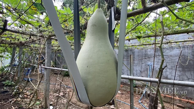 Lấy hạt bầu khô cả chục năm đi gieo, cho trái khổng lồ 30kg