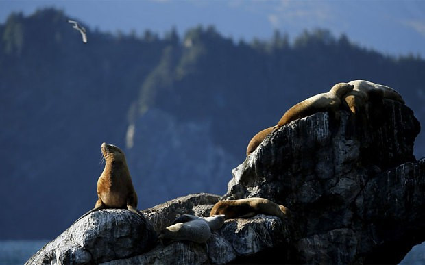 Những chú sư tử biển ở công viên quốc gia Kenai Fjords. Ảnh: CNN. Những chú sư tử biển ở công viên quốc gia Kenai Fjords.