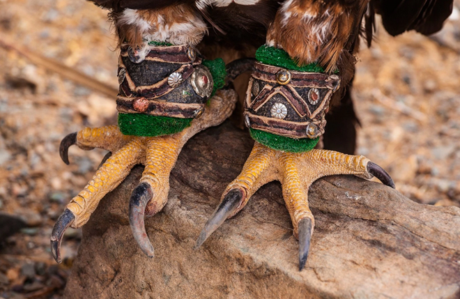 Đi săn cùng đại bàng tại thảo nguyên Mông Cổ