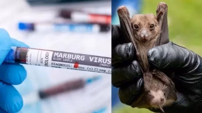 Con người thường bị nhiễm bệnh từ virus Marburg này sau khi tiếp xúc lâu với các mỏ hoặc hang động nơi các đàn dơi Rousettus sinh sống. Ảnh: NBC.