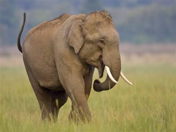 DNA của voi châu Á có nhiều điểm chung với voi ma mút.