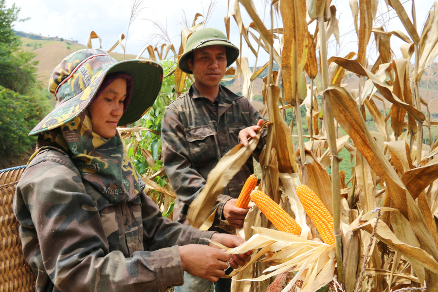 Mai Sơn cũng là địa phương có diện tích trồng ngô lớn nhất tỉnh Sơn La.