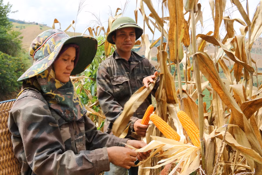 Mai Sơn cũng là địa phương có diện tích trồng ngô lớn nhất tỉnh Sơn La.