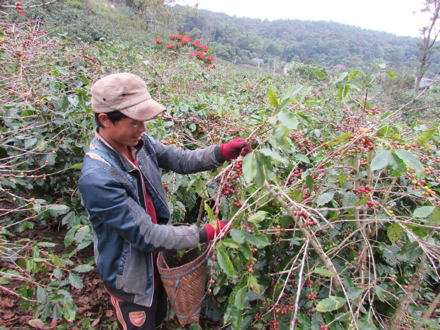 Hiện nay, huyện Mai Sơn có diện tích trồng cây cà phê lớn nhất tỉnh Sơn La.