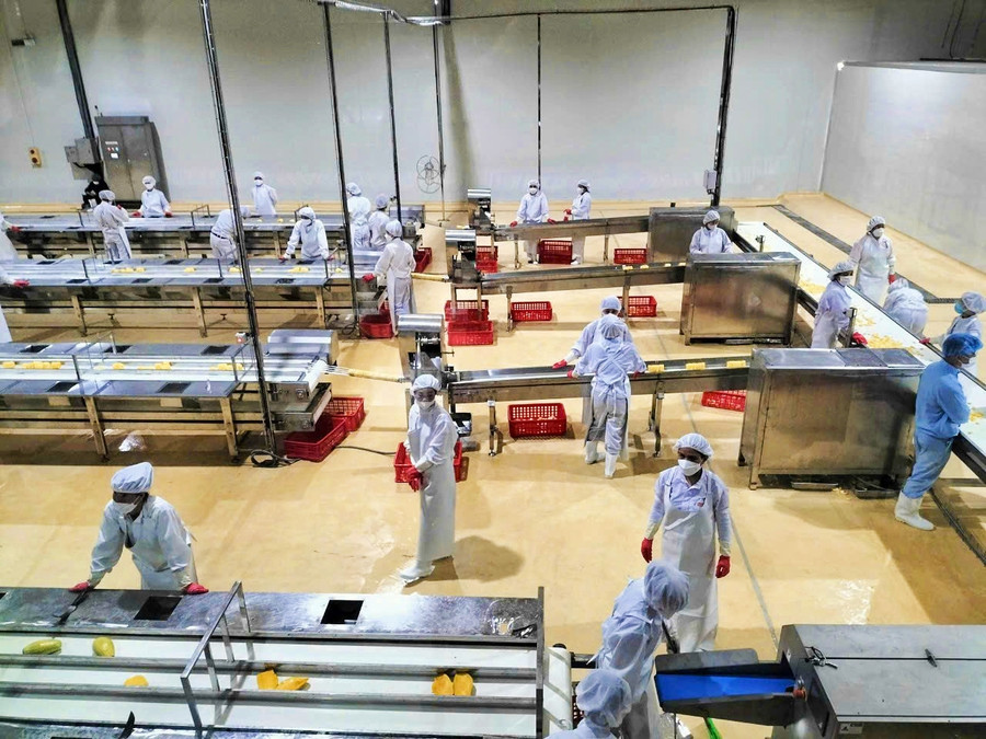 Huyện Mai Sơn có 5 nhà máy chế biến nông sản, tạo việc làm ổn định cho người dân địa phương.