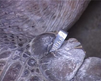 Thiết bị được gắn trên con rùa biển quý hiếm vừa được anh Lâm bắt được