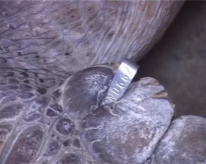 Thiết bị được gắn trên con rùa biển quý hiếm vừa được anh Lâm bắt được