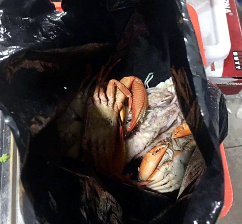 Ăn buffet hải sản thủ túi nilon mang về chục con ghẹ, 1,5kg bề bề ảnh 1 Ăn buffet hải sản, thủ túi nilon mang về chục con ghẹ, 1,5kg bề bề