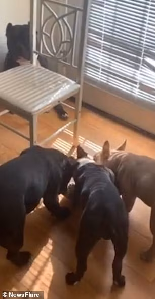 "Trốn như chó trốn con"!!