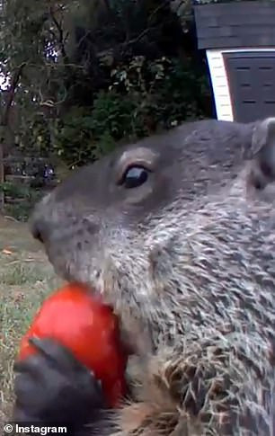 Con sóc được gia đình vô cùng yêu quý Con sóc được gia đình vô cùng yêu quý