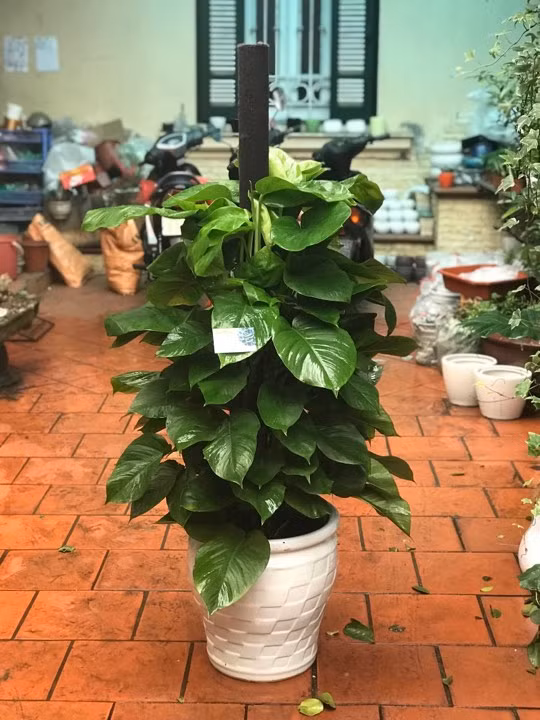 cay-thanh-loc-khong-khi-01