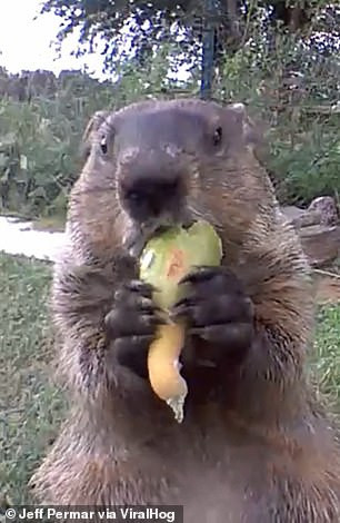 Con sóc thản nhiên nhìn thẳng vào camera Con sóc thản nhiên nhìn thẳng vào camera