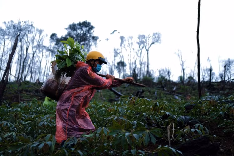 Sau một thời gian hoạt động nhóm đã trồng được hơn 20.000 cây rừng.