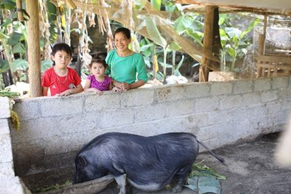 Nuôi lợn nái giúp dân thoát nghèo (Ảnh VK) Nuôi lợn nái giúp dân thoát nghèo (Ảnh VK)