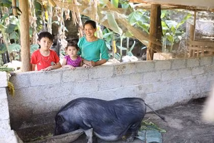 Nuôi lợn nái giúp dân thoát nghèo (Ảnh VK)