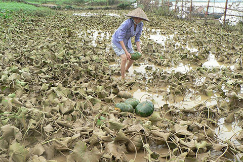 Lũ bất thường xảy ra trên địa bàn tỉnh Quảng Nam khiến nông dân điêu đứng Lũ bất thường xảy ra trên địa bàn tỉnh Quảng Nam khiến nông dân điêu đứng