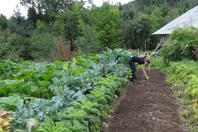 Bột đá bazan còn là khoáng chất giúp cây trồng lên xanh hơn. Ảnh: Fruithillfarm.com Bột đá bazan còn là khoáng chất giúp cây trồng lên xanh hơn. Ảnh: Fruithillfarm.com