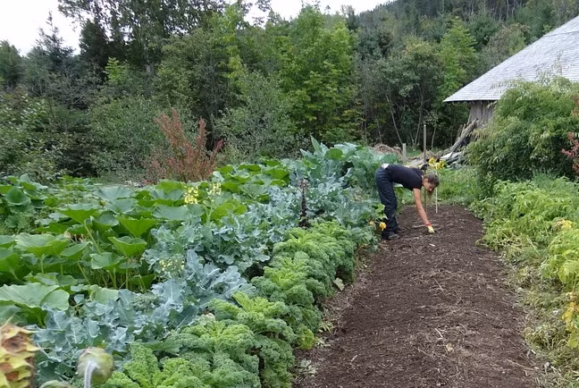 Bột đá bazan còn là khoáng chất giúp cây trồng lên xanh hơn. Ảnh: Fruithillfarm.com