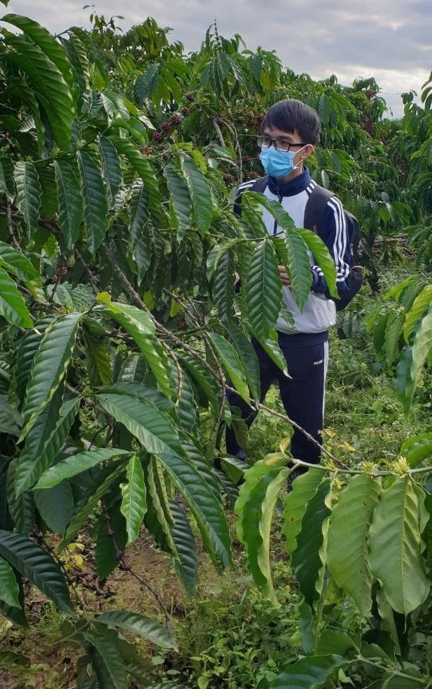 Em Nguyễn Quang Trường trong một lần thử nghiệm sản phẩm “bắt bệnh” cho cây cà phê ở Kon Tum. Em Nguyễn Quang Trường trong một lần thử nghiệm sản phẩm “bắt bệnh” cho cây cà phê ở Kon Tum.