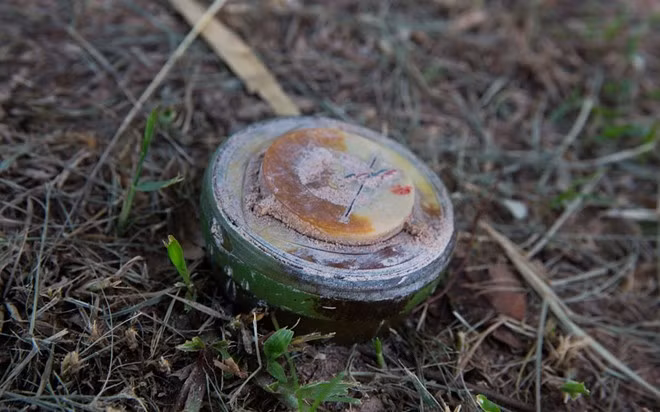 Quy trình huấn luyện chuột phá mìn ở Campuchia