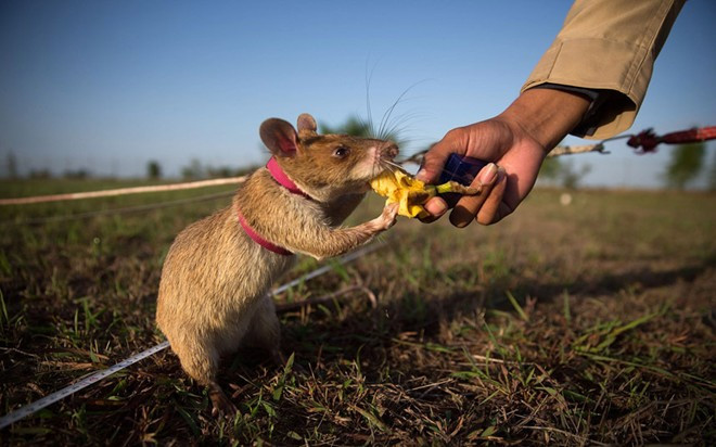 Quy trình huấn luyện chuột phá mìn ở Campuchia