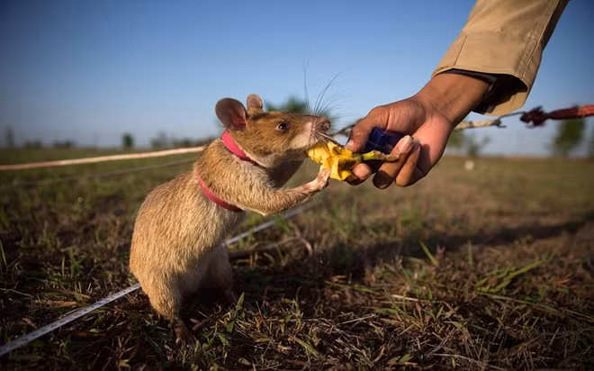 Quy trình huấn luyện chuột phá mìn ở Campuchia