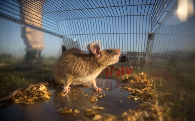 Quy trình huấn luyện chuột phá mìn ở Campuchia