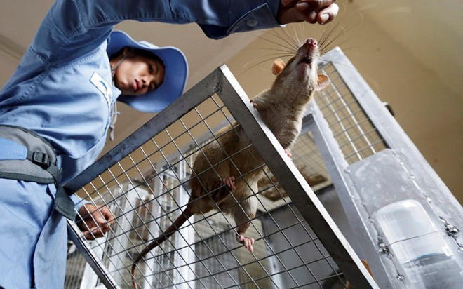Quy trình huấn luyện chuột phá mìn ở Campuchia