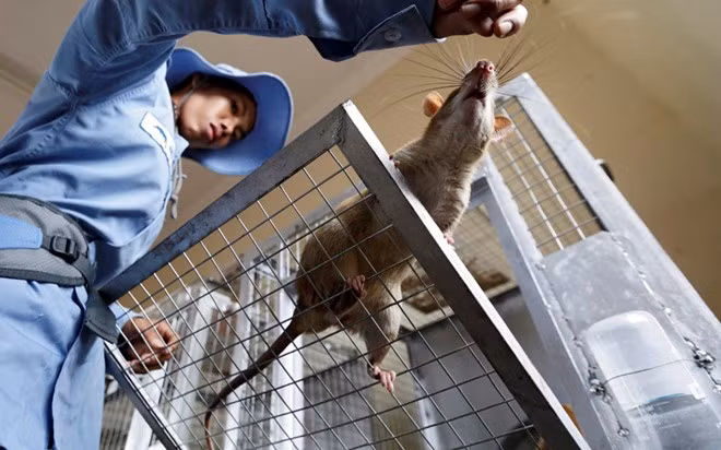 Quy trình huấn luyện chuột phá mìn ở Campuchia