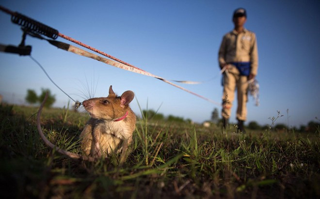 Quy trình huấn luyện chuột phá mìn ở Campuchia
