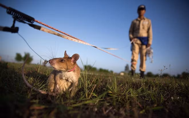 Quy trình huấn luyện chuột phá mìn ở Campuchia