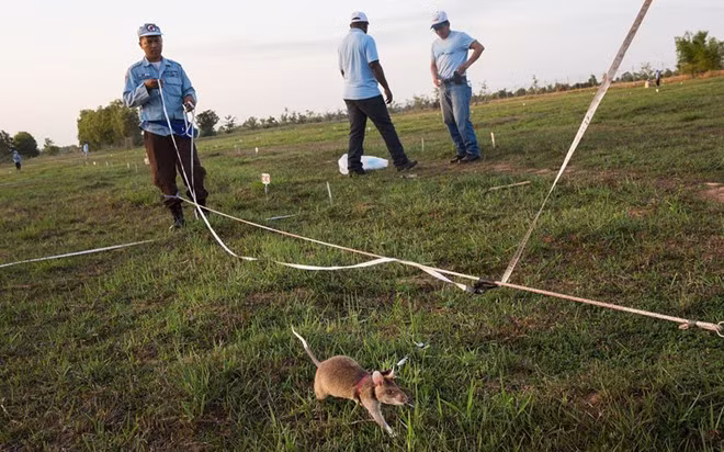 Chuột dùng khứu giác để phân biệt thuốc nổ TNT với các mùi khác. 