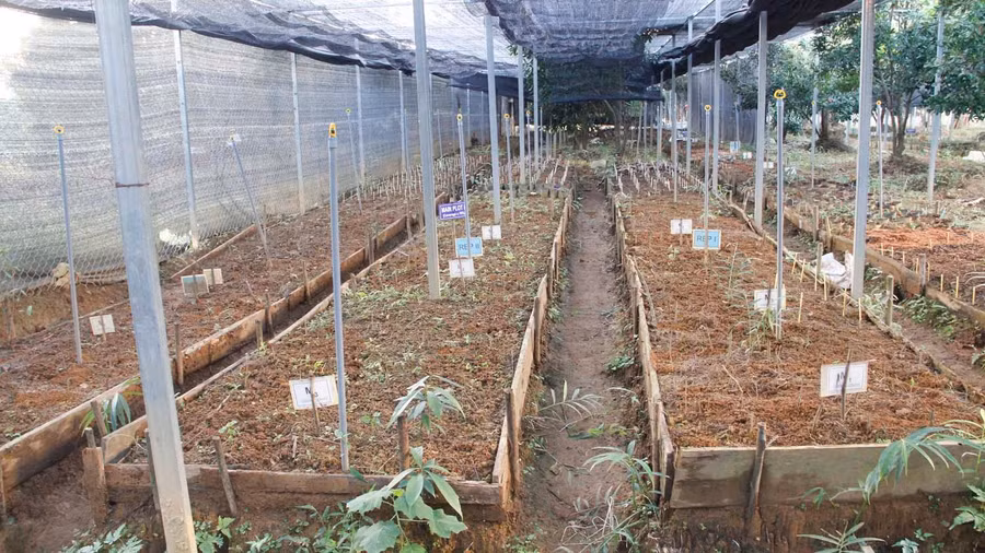 Sâm Lai Châu chứa nhiều thành phần hoạt chất quý tương đương sâm Ngọc Linh.