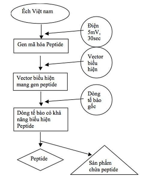 Quy trình thu hồi sản phẩm chứa peptide. Quy trình thu hồi sản phẩm chứa peptide.