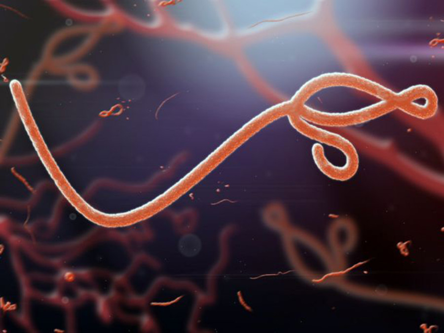 Hình ảnh khuếch đại các loại virus chết người