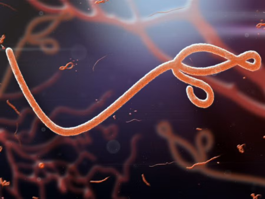 Hình ảnh khuếch đại các loại virus chết người