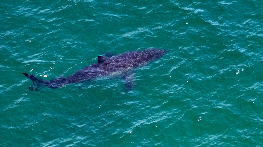 Một con cá mập trắng lớn xuất hiện ở khoảng 50 mét ngoài khơi bờ biển Cape Cod vào ngày 15/7.