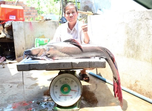 2 con cá lăng “khủng” cùng mắc câu ngư dân