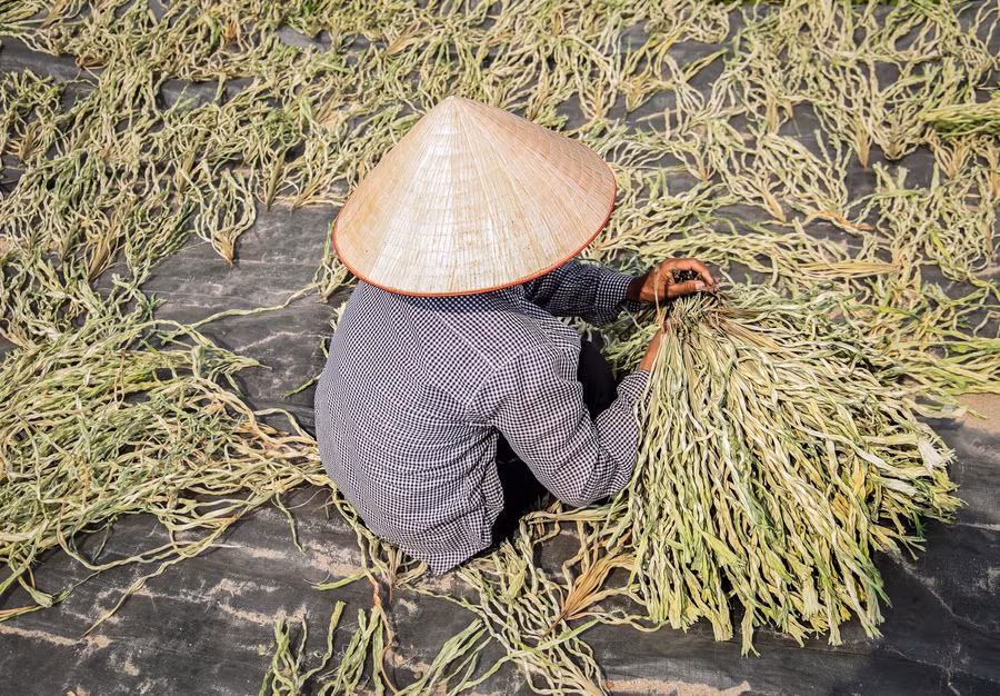 Về làng Chuông xem làm nón lá ảnh 2