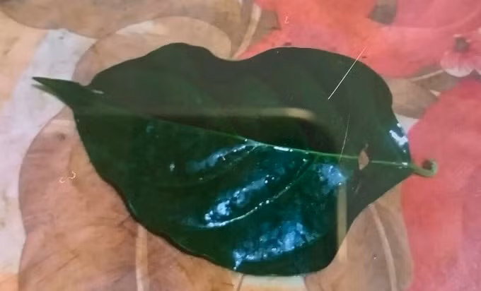 Lá ngón hai vợ chồng hái đun nước uống, được người nhà mang đến bệnh viện. Ảnh: BV.