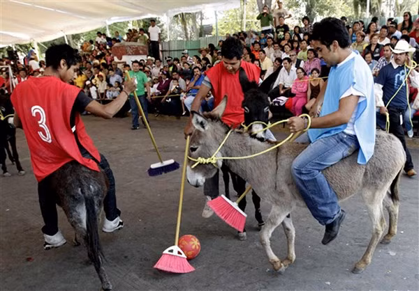 Lừa trong trò đánh bóng Polo.