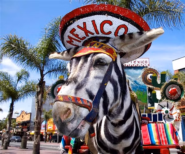 Lừa đóng vai quý ông đội mũ rộng vành.