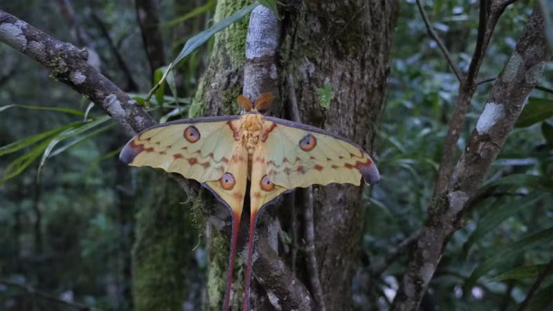 Bướm đêm tiến hóa để tránh khỏi sự săn đuổi của loài dơi.