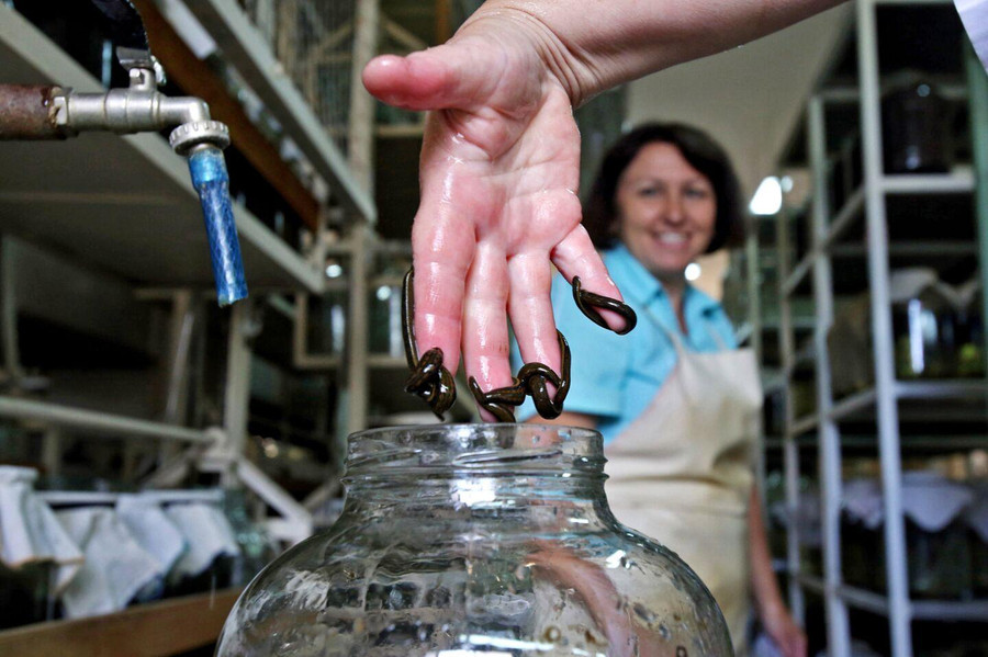 Nước bọt của đỉa có chất chống đông máu. Nước bọt của đỉa có chất chống đông máu.