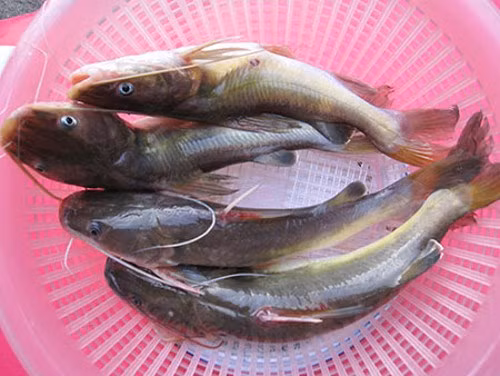 Những đặc sản không nên bỏ qua khi du lịch miền Tây ảnh 10