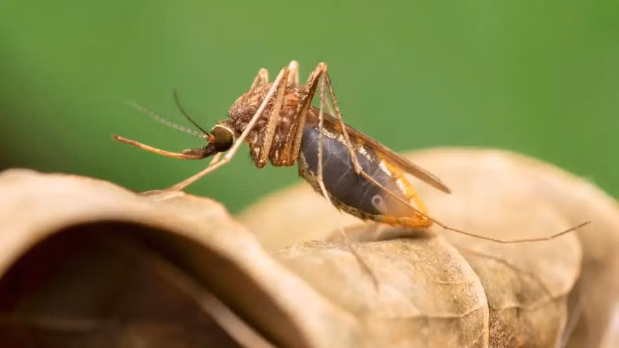 Các nhà khoa học đã biến đổi gen của muỗi Anopheles gambiae.